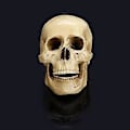Miniatyrbillede 3 af 5: Resin Menneskekranie Kunst Undervisning Anatomisk Halloween Dekorativ Rekvisit