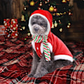 Miniatyrbild 5 av 5: (S) Hundjul Julkläder Katt Juldräkt Hund Jultröjor