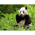 Miniatyrbilde 1 av 5: 30x40 cm 5D Diamantmaleri DIY Komplett, Panda Gigant Dyr m