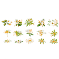 Miniatyrbilde 5 av 5: 30 stk Akvarell Scrapbooking Klistremerkepakke Simulering Blomster Plante Transparent Dekal Samling For DIY Album Dagbok A