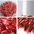 Miniatyrbild 3 av 5: 2 st Cheerleading Pompoms, Cheerleader Pompoms, Cheerleading