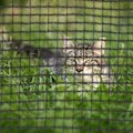 Miniatyrbillede 2 af 4: Sikkerhedsnet til stillads trampolin