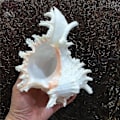 Miniatyrbilde 2 av 5: Store naturlige skjell, enorme havsnegler 18-20 cm Jumbo skjell Perfekt for bryllupsdekor Strand T_paris
