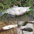 Miniatyrbillede 3 af 5: Paris_20ST/ Sæt Bløde Fiskedrag Bløde Agn ROSA