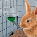Miniatyrbillede 4 af 5: 1000ml Lille Drikkefontæne til Dyr Automatisk Drikkevand Hængende Vandflaske Egnet til Marsvinefoder Grøn
