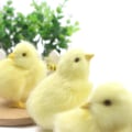 Miniatyrbilde 4 av 4: Kylling leketøy med galende falsk kylling påskedekorasjon DIY miniatyr kylling hagedekorasjon hjem påskefestdekorasjon Chick 3