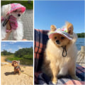 Miniatyrbild 5 av 5: 1 st L, Svart Mesh Justerbar Hund Solhatt - Baseballkeps med Öronhål - Husdjur Sommar Visir - för Utomhussporter
