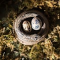 Miniatyrbild 4 av 5: 3D Coiled Snake Resin Ljusstake Ljusstake Prydnad Heminredning 2 Stycken
