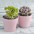 Miniatyrbillede 4 af 5: 8 stk. 4\" lyserøde små plantepotter i plast til indendørs planter til kontoret