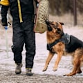 Miniatyrbillede 4 af 5: Hun så beskyttelse fra dette netværk. Alle slags hunde på dit ærme. Faste foderposeøvelser