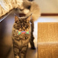 Miniatyrbild 4 av 5: 10 st katt leksaker hopfällbara fjäderformade katt studsande leksaker färgglada och intressanta husdjur interaktiva leksaker