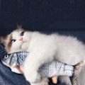Miniatyrbild 4 av 5: Interaktiv katt leksak Stänkande fisk Grå