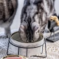 Miniatyrbillede 4 af 5: Keramisk katte- og hundeskål med marmorlook og jernstativ, spildsikker foderautomat til kæledyr