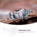 Miniatyrbild 3 av 3: 1 st transparent plastreptilbox för spindelskorpionorm