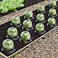 Miniatyrbild 3 av 5: Salad Bell X5 Växthus för Växter