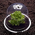 Miniatyrbild 5 av 5: Salad Bell X5 Växthus för Växter