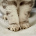 Miniatyrbild 5 av 5: Självvärmd kudde för katt och hund, värmefilt utan el eller batteri (självvärmd kudde för husdjur beige 6045cm), HANBING
