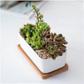 Miniatyrbild 2 av 4: 1 set avlång blomkruka i keramik med bambu-bricka, kruka för suckulenter, trädgårdsbonsai, blomkruka, vit (1 st blomkruka, 1 st bambu-bricka)