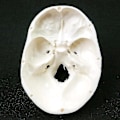 Pikkukuva 4 / 5: Ihmisen anatomian malli Lääketieteen kallo Ihmisen anatomian anatomia Pää Anatomian opiskelu Opetusvälineet Kallon malli wNy