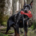 Miniatyrbilde 4 av 5: Hunde tyggeleker for aggressive tyggere, uforgjengelige tøffe hundeleker med biff smak, nylon holdbare hundetenner tyggeleker for store/mellomstore hunderaser
