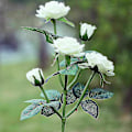 Miniatyrbild 2 av 5: Solcellsdrivna trädgårdslampor, 2-pack LED-rosblommor Dekorativa staketlampor med 10 rosor