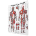 Miniatyrbilde 5 av 5: Hjerneanatomi-plakat, 2-pak laminert humant hjernediagram, muskel