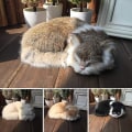 Miniatyrbild 3 av 3: Realist kattliv sovande, mjuk katt leksak, falsk plysch leksak, falsk katt kattunge, emulering sovande andningsleksak katt djur katt, prop fotografi Reali
