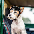 Pikkukuva 3 / 5: Lemmikki Koiran Kypärä Koiran Kypärä Koiranpentu Chihuahualle Sokeille Koirille Moottoripyöräilyyn Pyöräilyyn Ulkoiluun Pään Suojaamiseen Auringonkestävä Sateenkestävä Lemmikkitarvikkeet