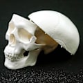 Pikkukuva 5 / 5: Ihmisen anatomian malli Lääketieteen kallo Ihmisen anatomian anatomia Pää Anatomian opiskelu Opetusvälineet Kallon malli wNy