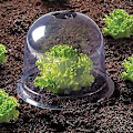 Miniatyrbild 4 av 5: Salad Bell X5 Växthus för Växter