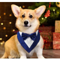 Miniatyrbild 4 av 5: Blå S Hundhalsband Formell Bröllopsbandana med Justerbar Fluga