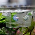 Miniatyrbillede 5 af 5: 20*10*10cm Akvarium Fisk Ynglekasse, Akryl Inkubator Tank med Sugekopper til Rejeudrugning