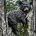 Pikkukuva 5 / 5: Eläinfiguurit Hartsi Karhu Seinälle Asennettava Taidepatsas Puutarhapiha Sisustus Lahja
