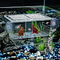 Miniatyrbillede 4 af 5: 20*10*10cm Akvarium Fisk Ynglekasse, Akryl Inkubator Tank med Sugekopper til Rejeudrugning