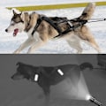 Pikkukuva 2 / 5: (Musta L) Koiravaljakko Vetovaljaat Heijastavat Lemmikkien Koulutukseen