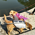 Miniatyrbillede 5 af 5: Hunderedningsvest Ripstop flydevest til små og mellemstore hunde S