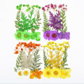 Miniatyrbild 5 av 8: Pressade blommor Blandade torkade blommor Gör-det-själv-konst Blommor DIY-konstflora Green