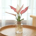 Miniatyrbild 6 av 8: Transparent blomkruka Hydroponic Green Dill Plast Blomkruka A