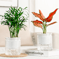 Miniatyrbild 3 av 8: Självbevattnande blomkruka inomhus Succulent Hydroponic s Pot Mini B