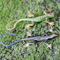 Miniatyrbillede 2 af 5: Kunstig Øgle Fadeless Levende Farverig Reptil Øgler Legetøj Festartikler Blue