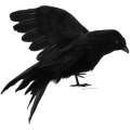 Miniatyrbilde 1 av 5: 1 stk kunstig kråke Halloween simulert kråke simulert ravn realistisk Halloween festdekorasjon hagehagepynt (30 cm, med W
