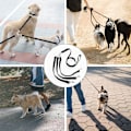 Miniatyrbillede 7 af 7: 3 i 1 Hundetegn, med Justerbar Aftagelig Kobling, Holdbar Stærk Nylon Lang Line Hundeleder, til En, To, Tre Hunde Kæledyr Gåture Vandreture