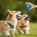 Miniatyrbild 5 av 5: Elektronisk Hundleksboll Smart Rullande Boll Automatisk Hoppande Hundboll Husdjursboll Leksak kompatibel med Valp Födelsedagspresenter