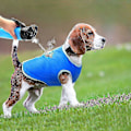 Miniatyrbild 4 av 5: Kylväst för hund, Lätt kyljacka, Andningsbar omedelbar kylväst för hundar för promenader, jakt, träning, sport utomhus M