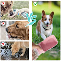 Miniatyrbillede 4 af 6: 1 stk. 350ml Hunde Vandflaske til Gåture, Bærbar Hunde Vandflaske, Kæledyrs Vanddispenser (Blå)