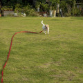 Miniatyrbilde 6 av 6: Hunde Treningsline, 32FT/10M Lang Nylon Treningsline for Hundesporing Trening Lydighet Line