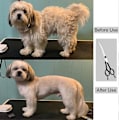 Miniatyrbillede 4 af 4: 8 Tommer Buede Hundesakse - Professionelle Hundesakse - Kæledyrsplejesakse