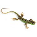 Miniatyrbillede 4 af 5: Kunstig Øgle Fadeless Levende Farverig Reptil Øgler Legetøj Festartikler Blue