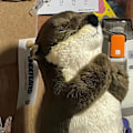 Pikkukuva 5 / 5: e Otters Holding Fish Plyschnyckelringar Lättviktshängande Pend 1 onesize