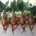 Miniatyrbillede 1 af 5: Mandrake græs harpiks staty landskab ornament kunst figur cra brun 1 stk